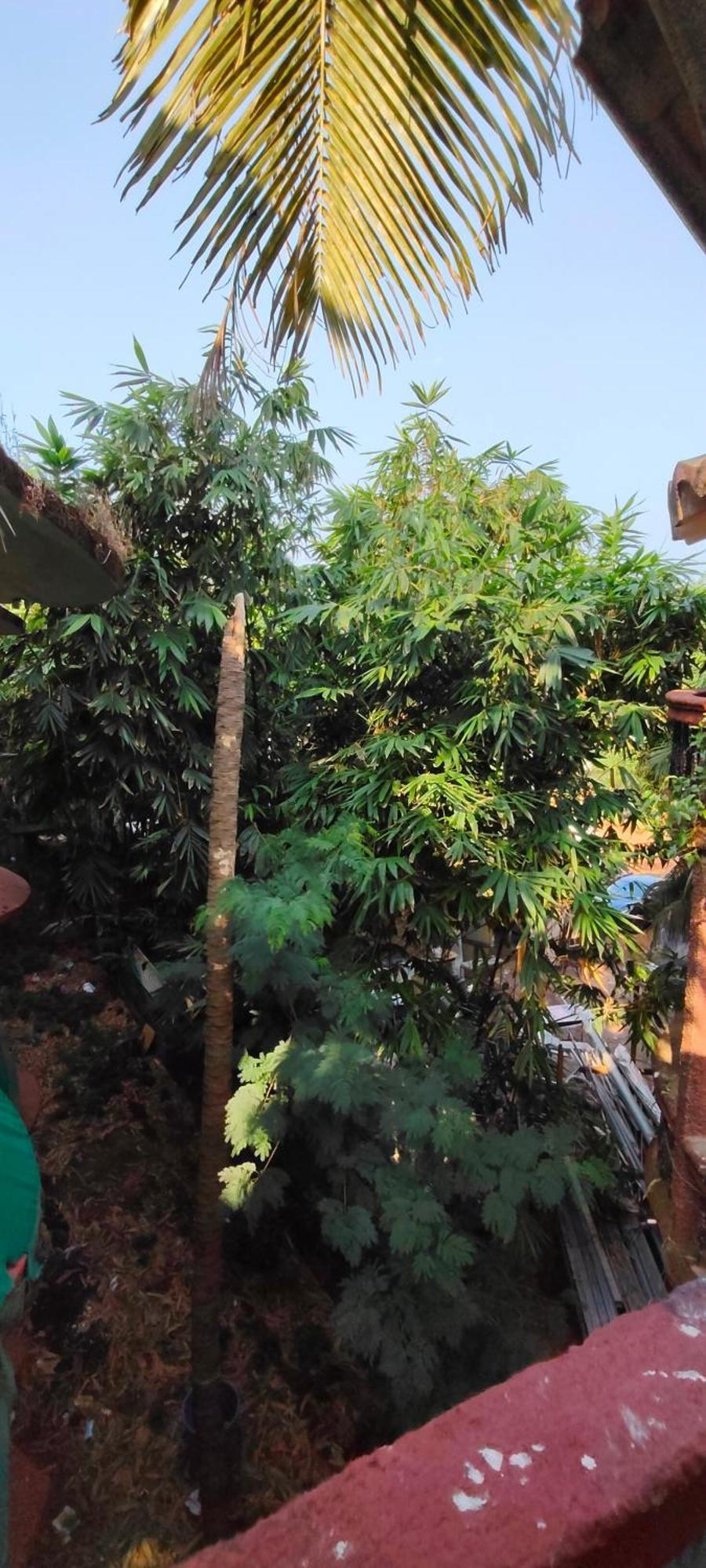 Arambol Beach Laxmi Guest House Exterior photo